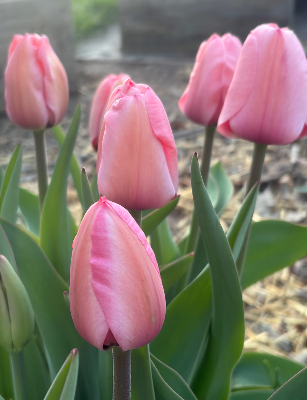 pink tulips