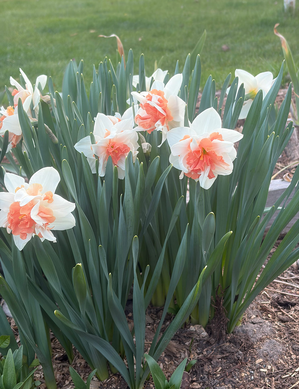 candy princess daffodil
