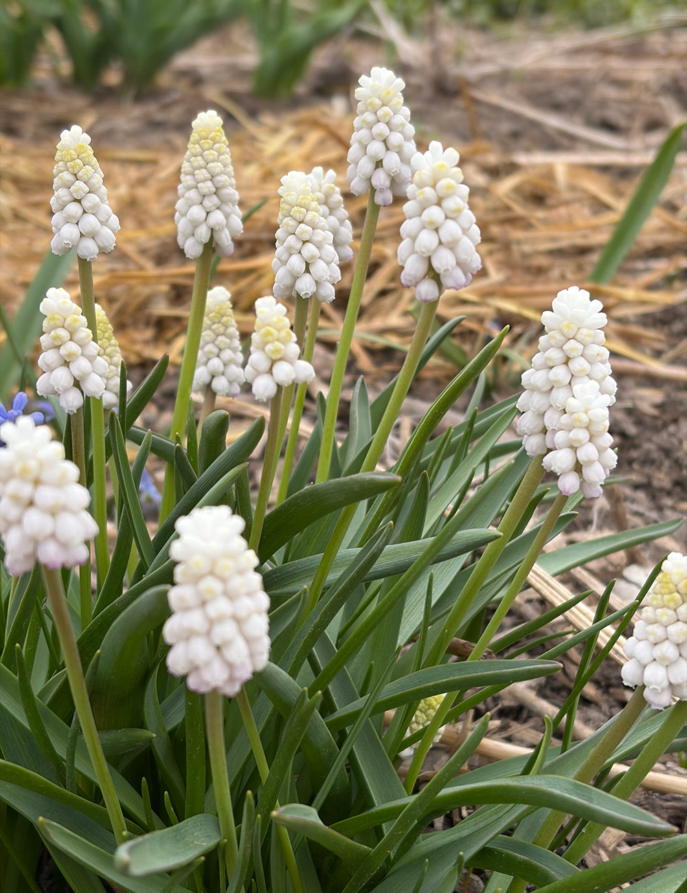 white muscari