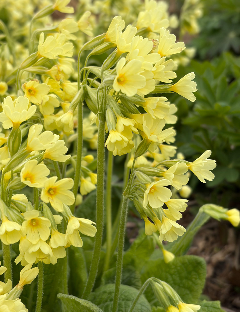 light yellow primrose