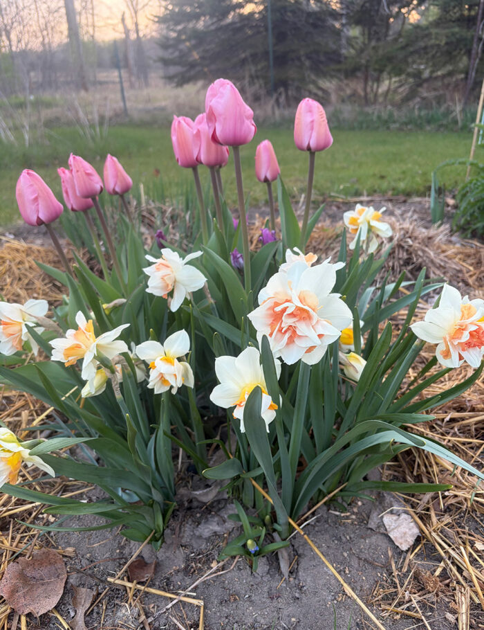 May Blooms from Marty's Garden in Minnesota - Fine Gardening