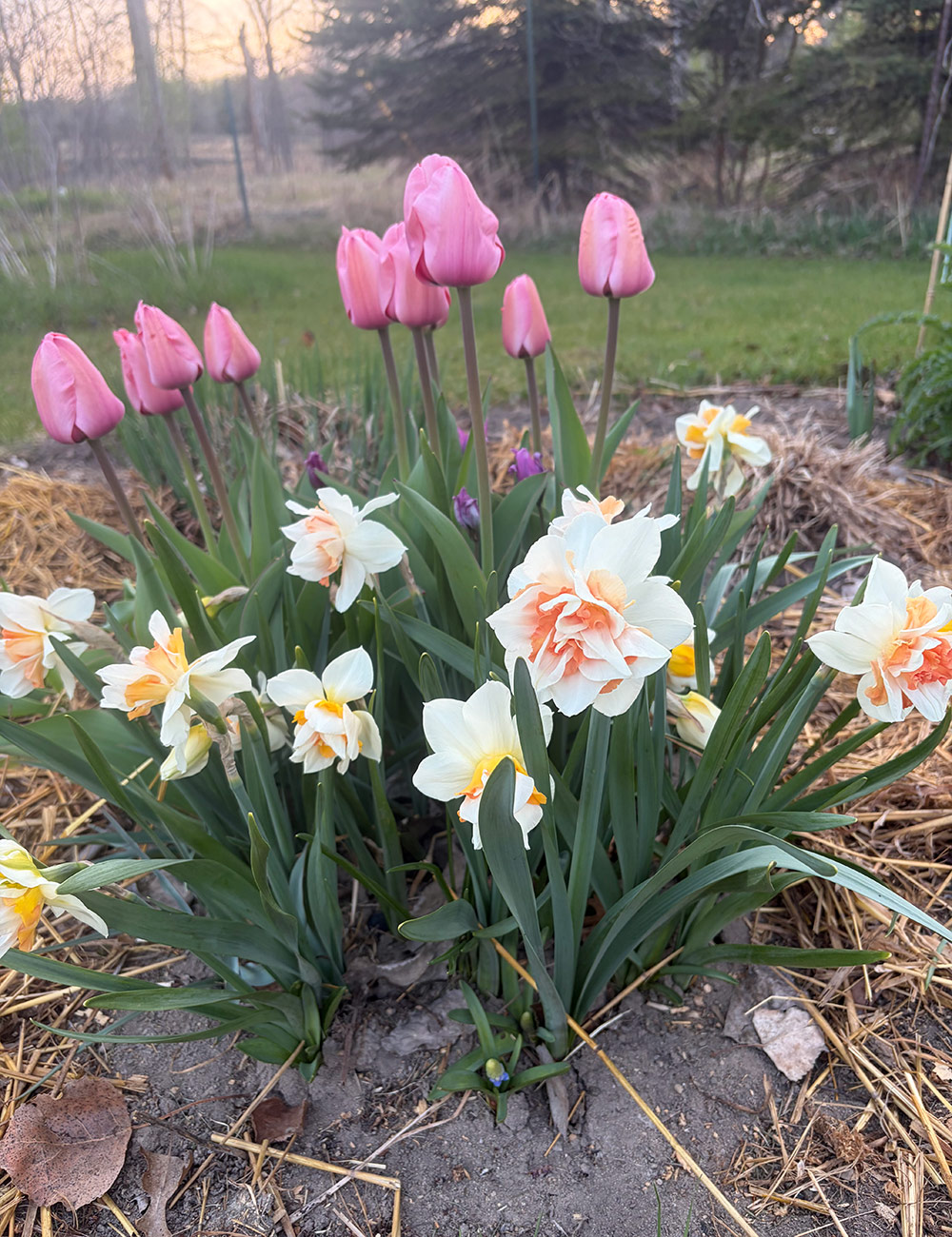pink tulips and double daffodils