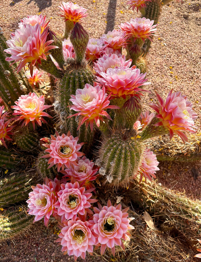 Karen's Cacti in New Mexico - Fine Gardening