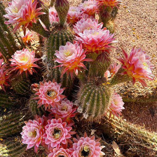 フラワー・ガーデニング konect Type02 desert Karen's Cacti in New Mexico - Fine Gardening