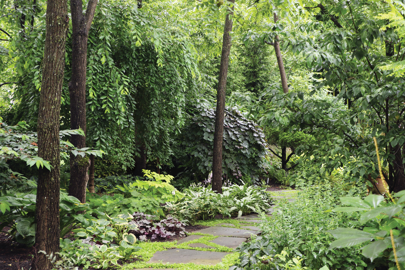 Tsikata Shade garden path