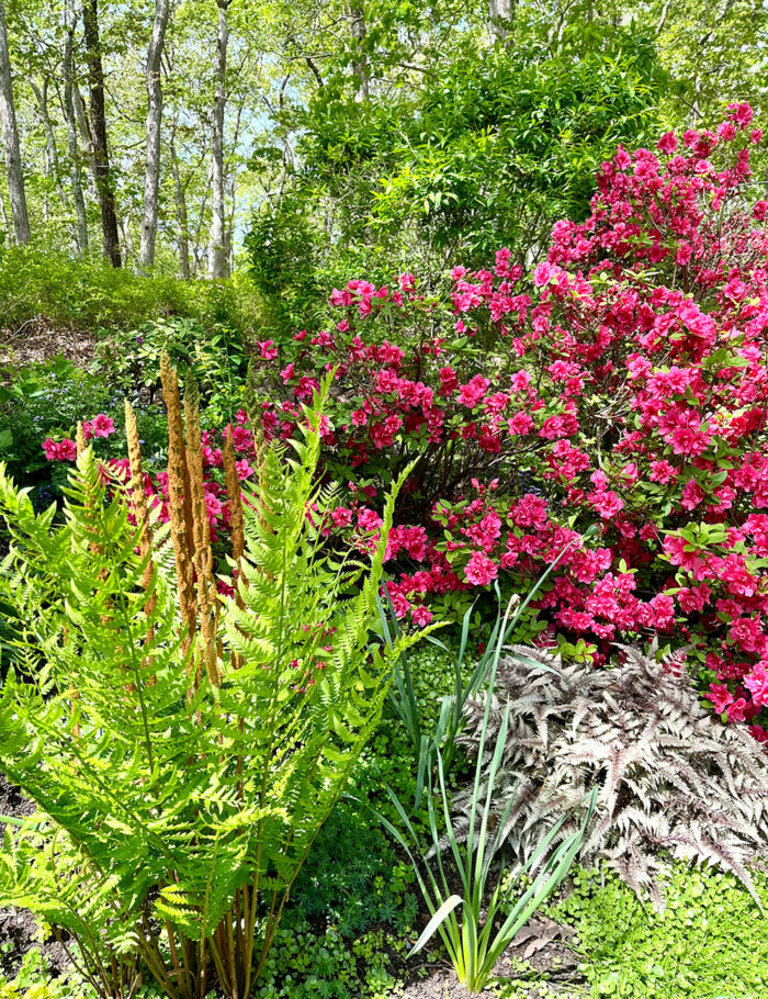 Fran's Spring Garden Flowers on Martha's Vineyard - Fine Gardening