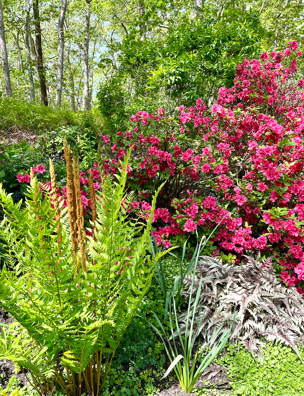 fern in front of bright pink azalea