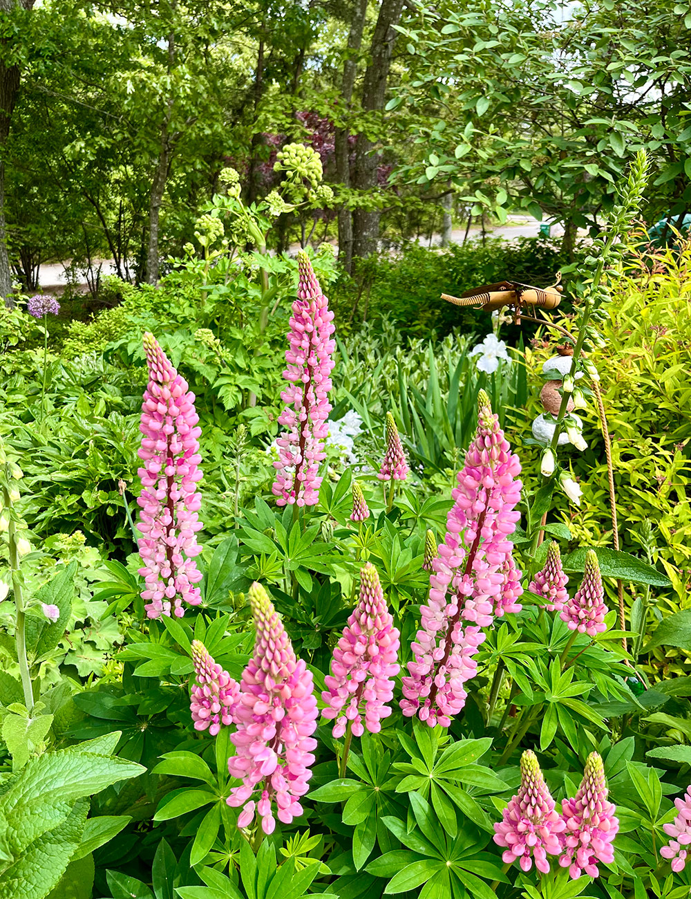 pink lupines