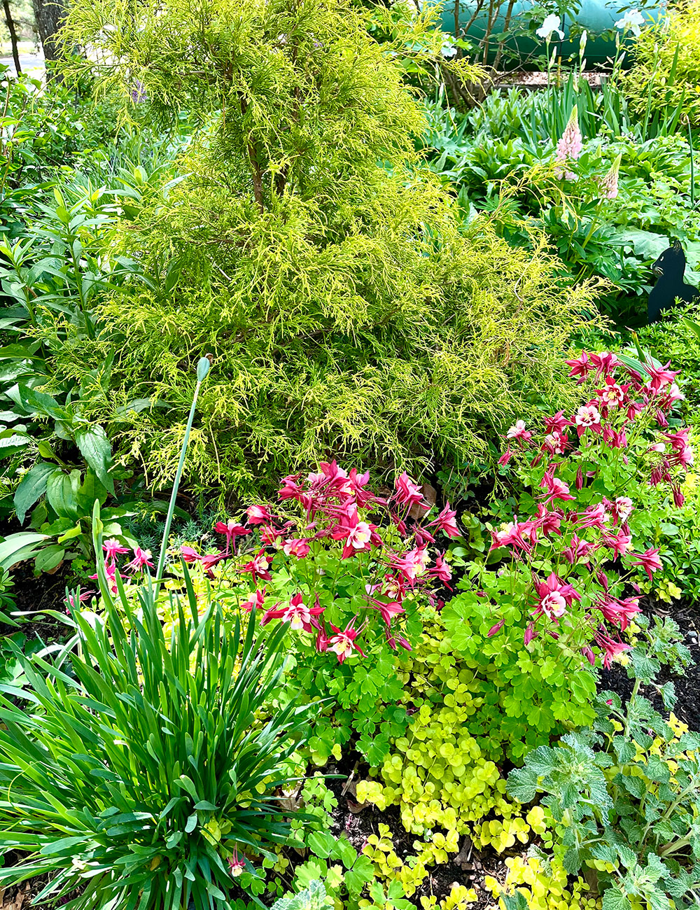 red columbine with bright green foliage plants
