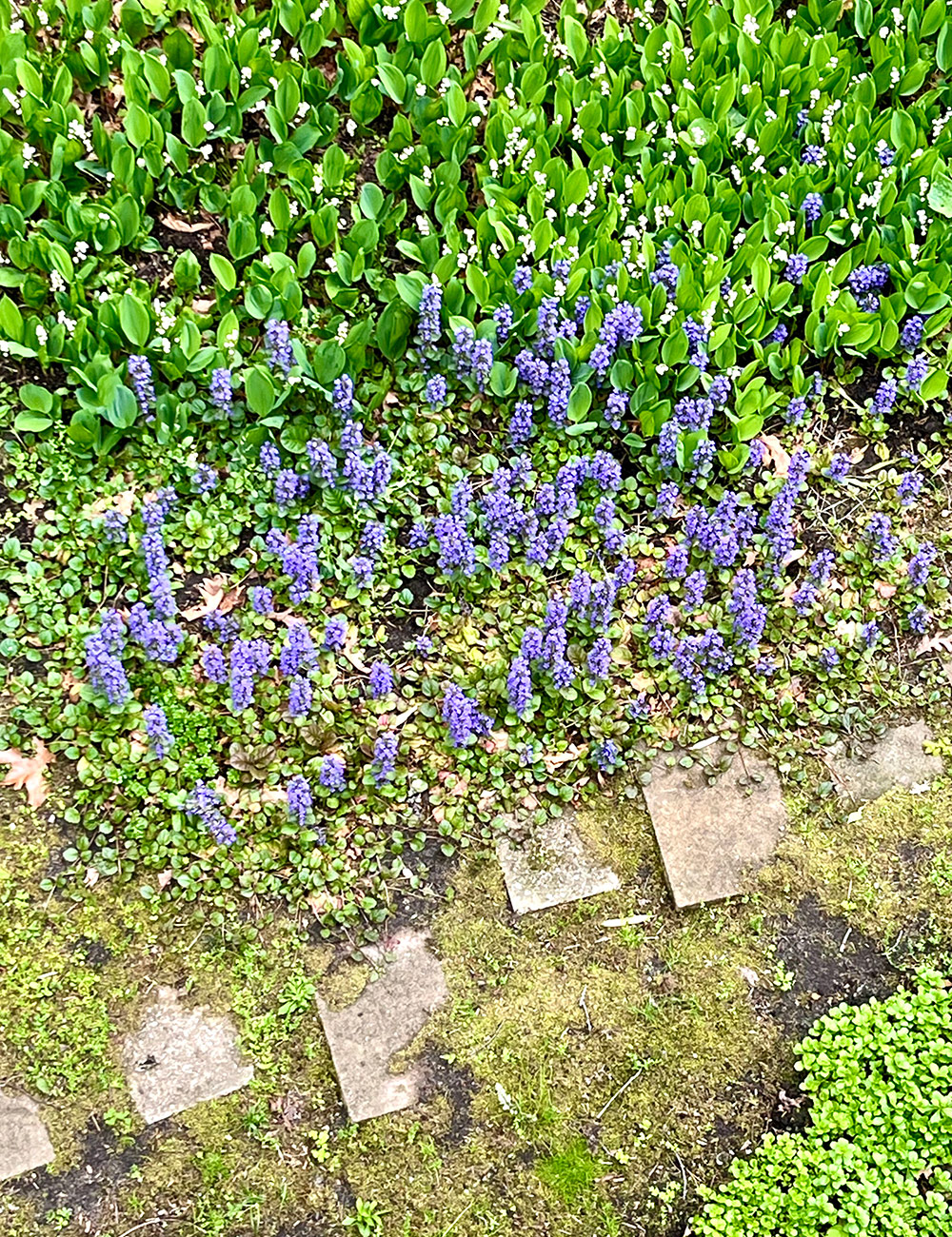 ground cover photographed from above