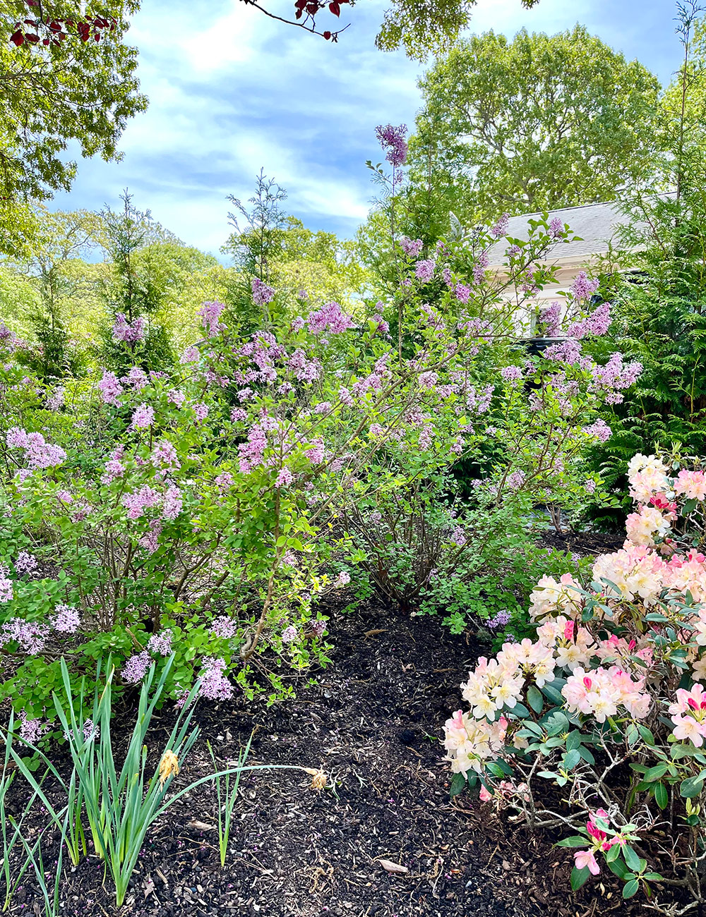 lilacs in spring garden