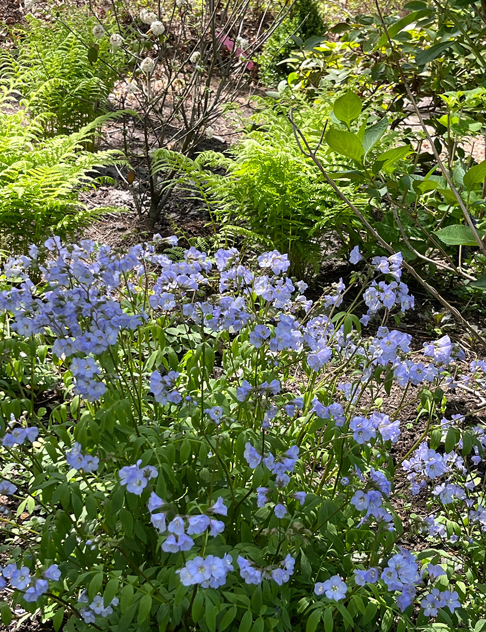 light blue flowers in garden