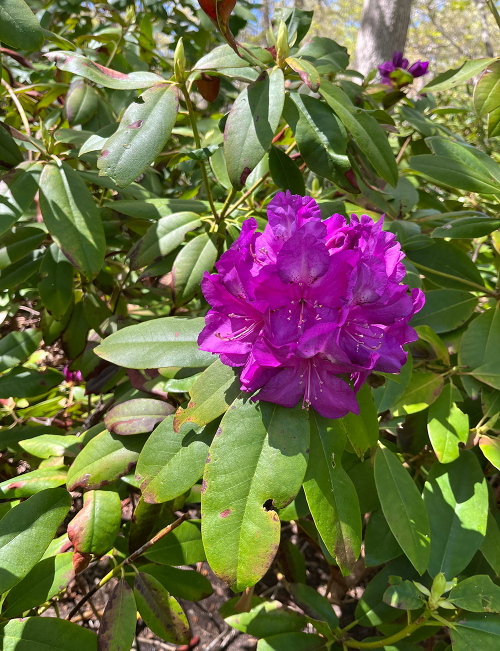 close up of bright purple rhododendron flower