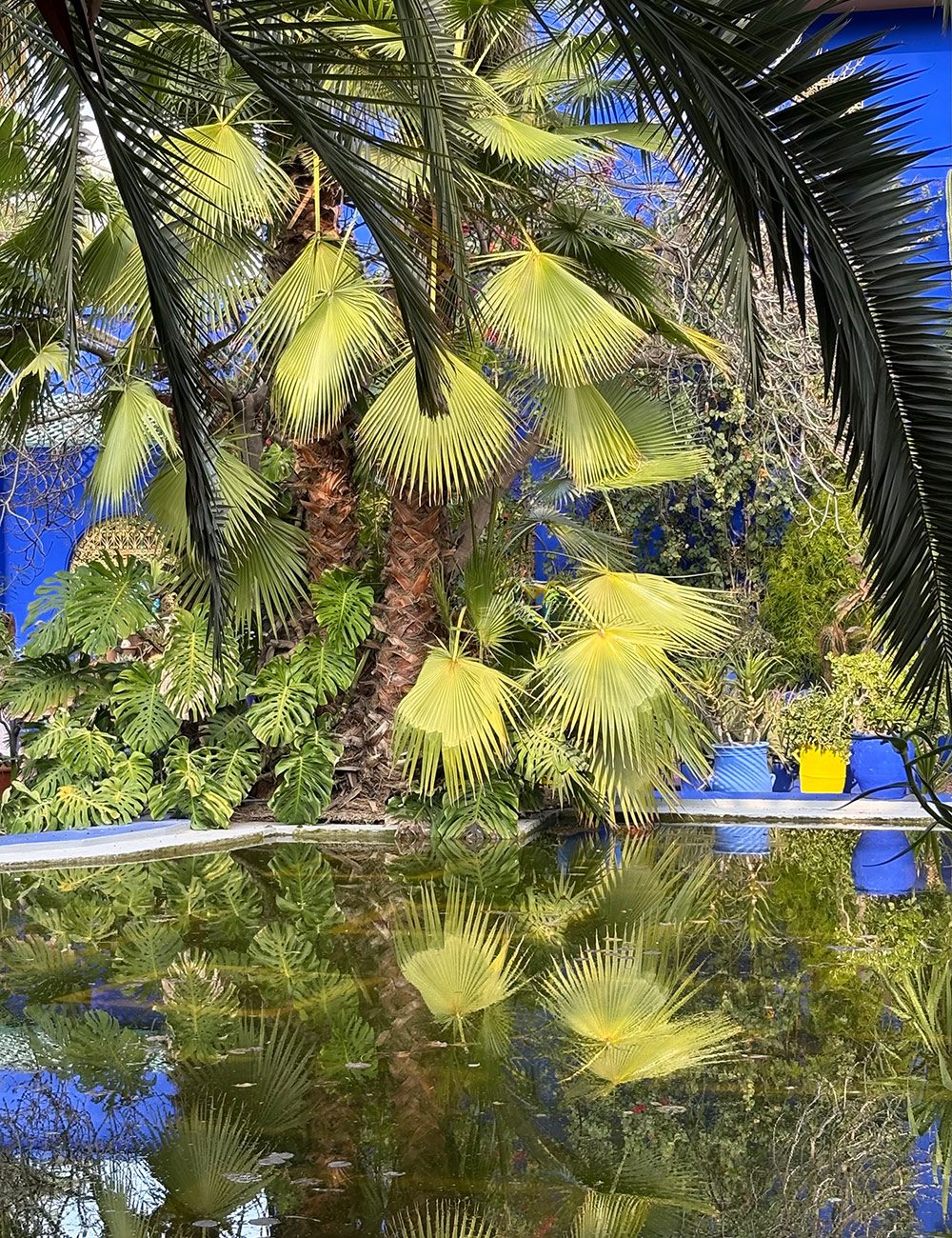palms over reflecting pond