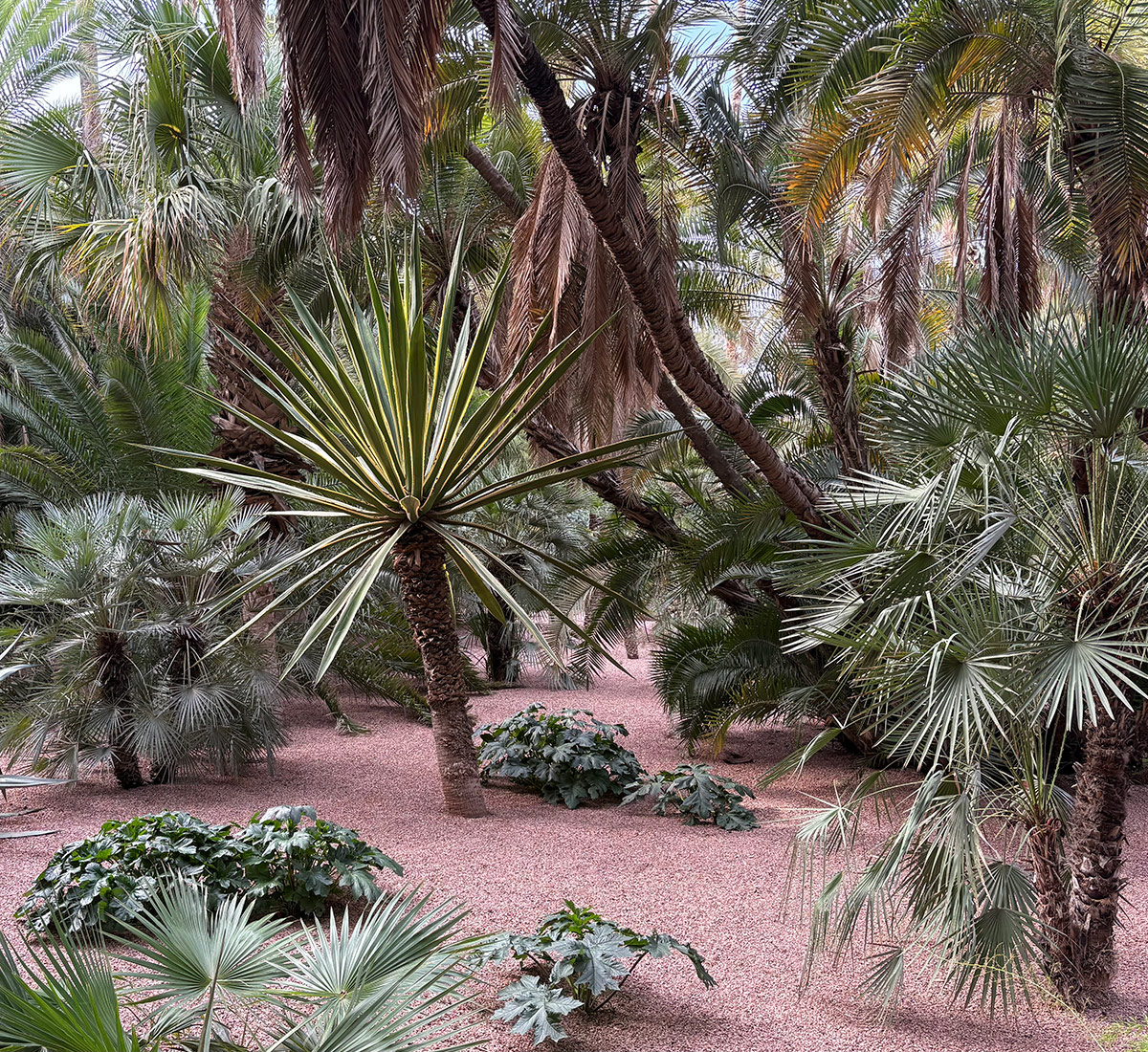 palms in a gravel garden