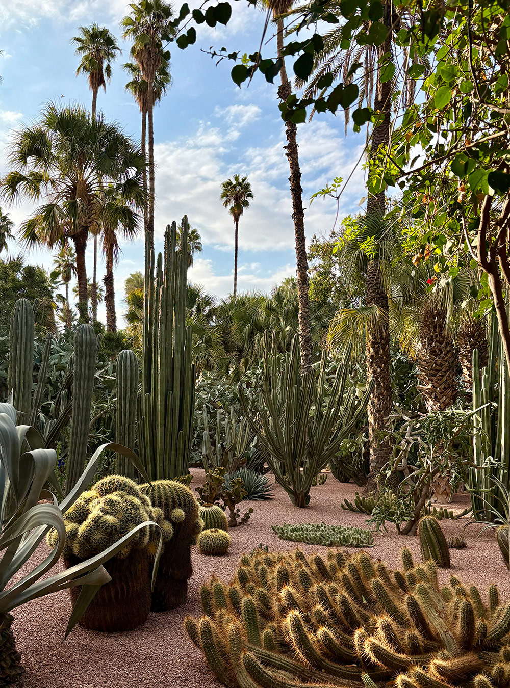 cacti and palm garden