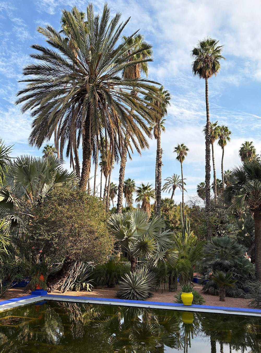 tall palm trees
