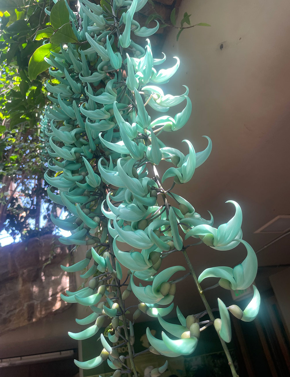 Strongylodon macrobotrys