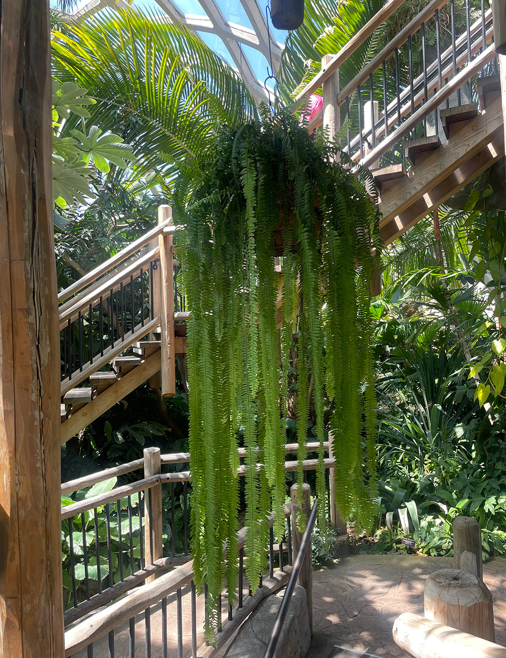 Nephrolepis pendula