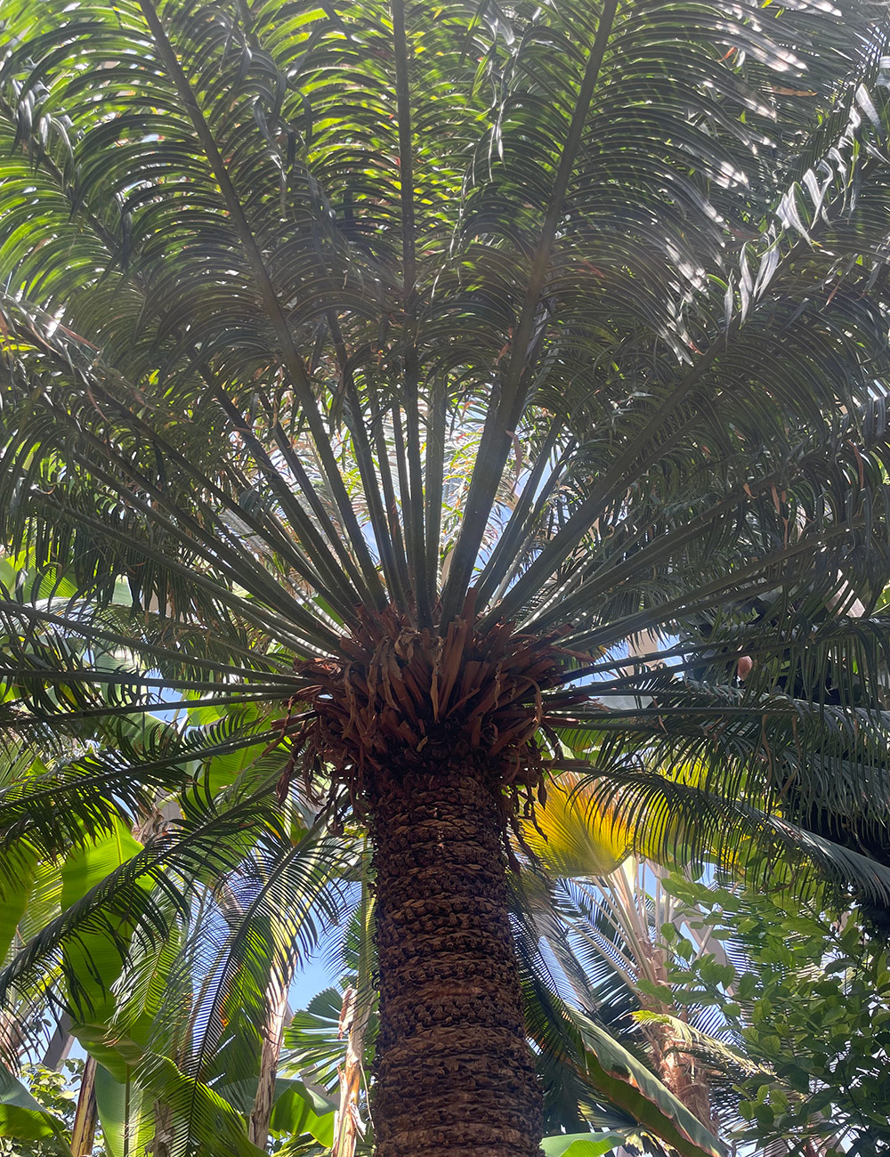 cycad