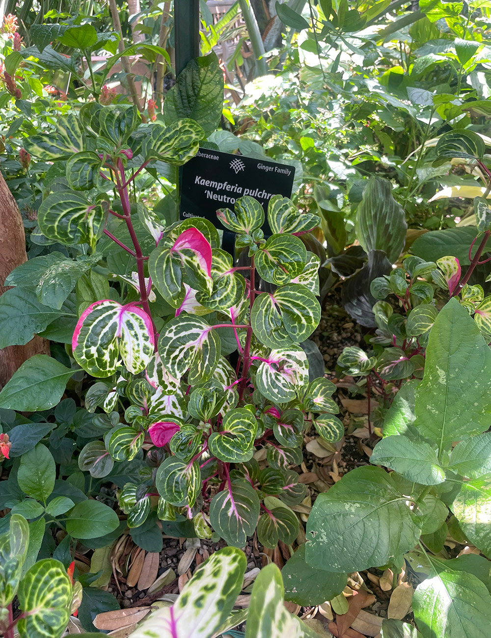 Iresine herbstii Aureoreticulata