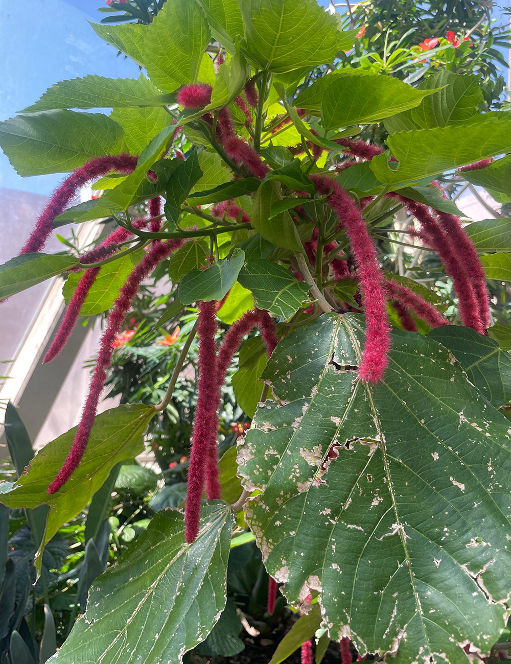 Acalypha hispida