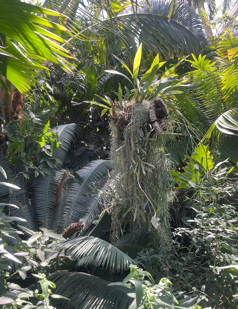 tropical plants in conservatory