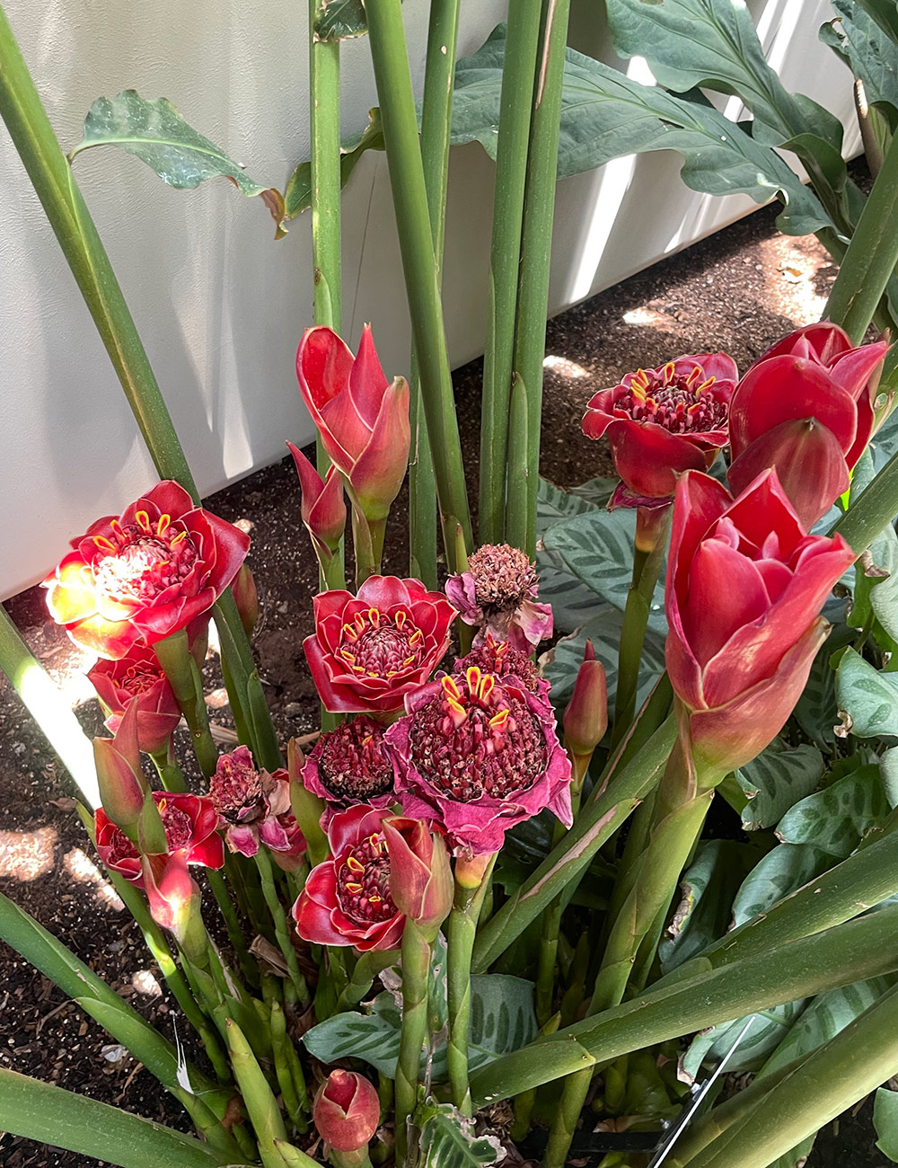 Black Diamond torch ginger flowers