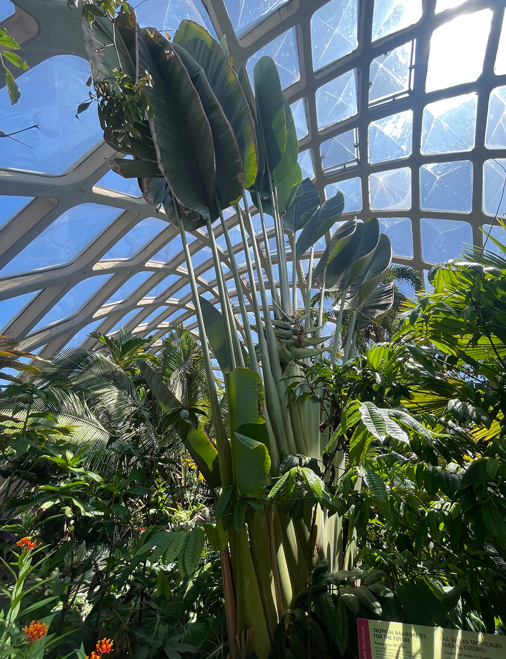 Ravenala madagascariensis