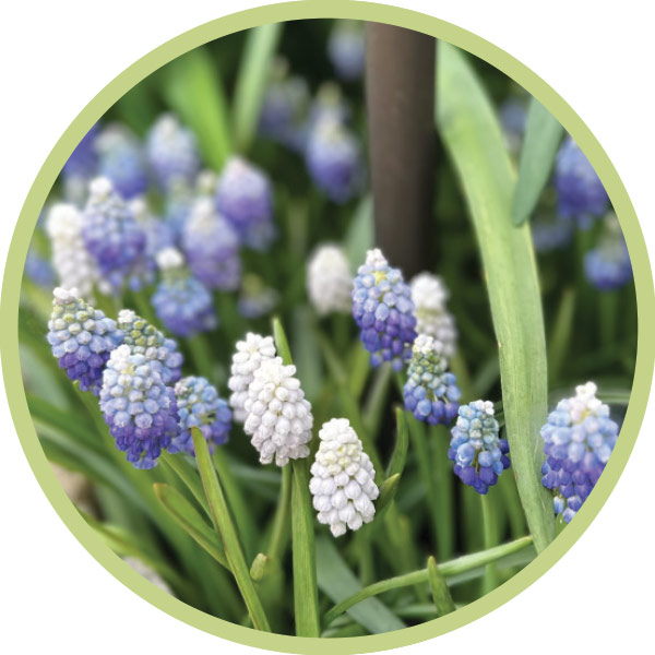 grape hyacinths