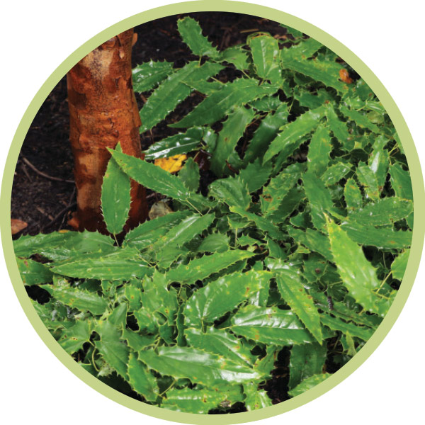 Epimedium inset