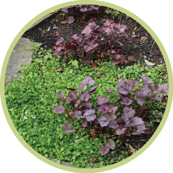 compact plants