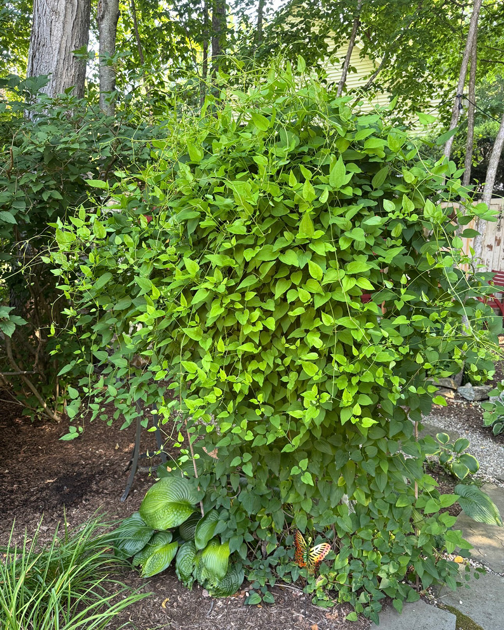 Hosta growing next to a small tree with bright green leaves 