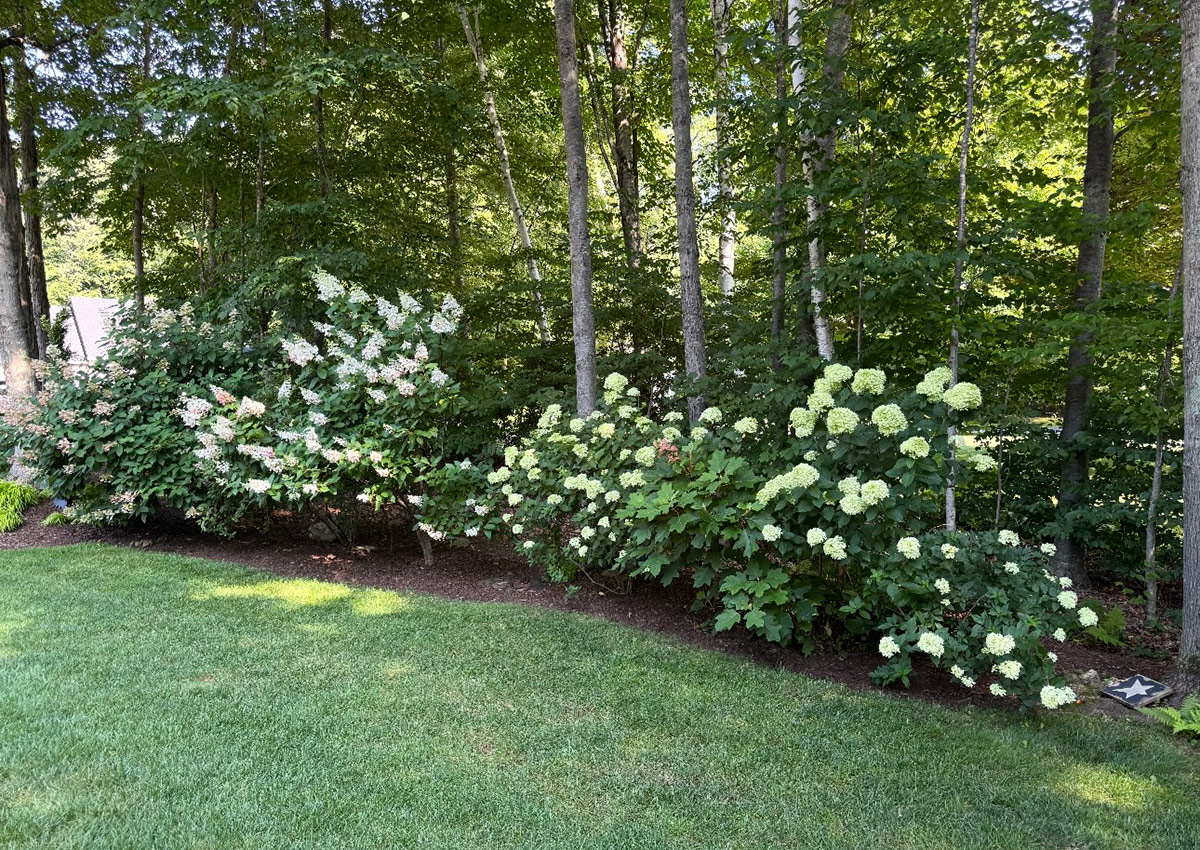 blooming hydrangea border