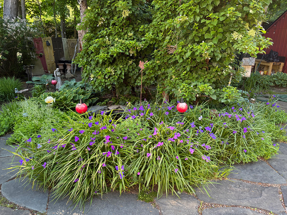 plants around the garden pond