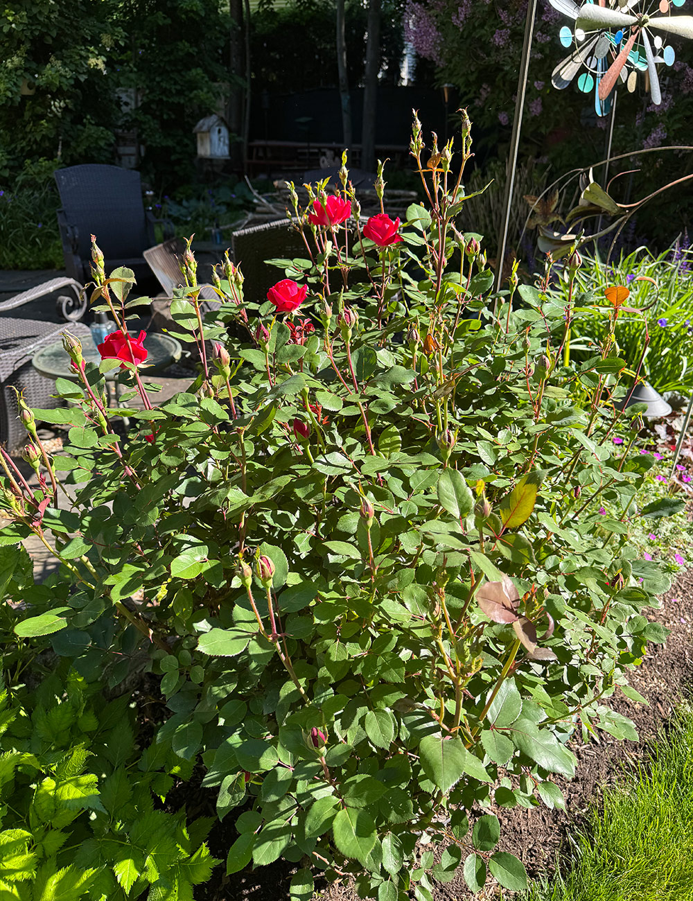 red roses in the garden