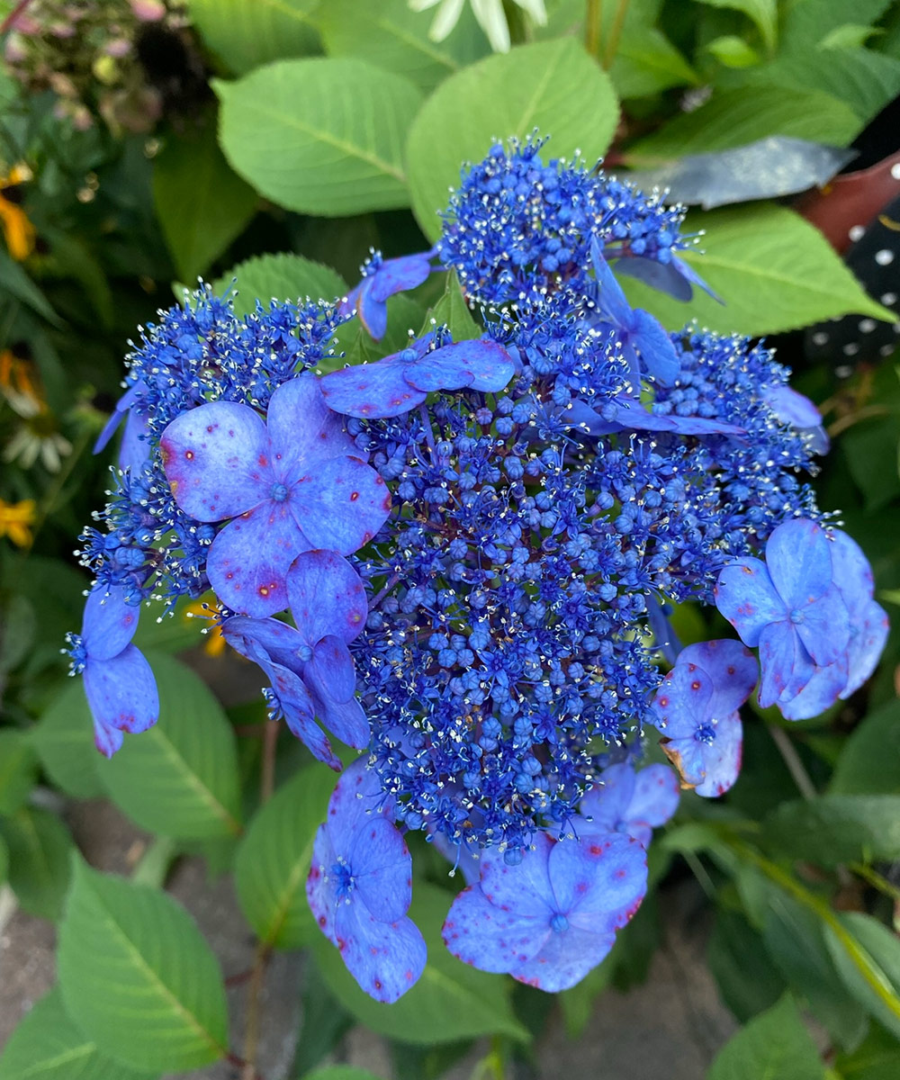 Close up of blue lace cap hydrangea