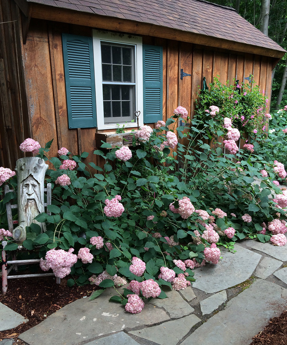 Pink hydrangea growing towards the tool storage area