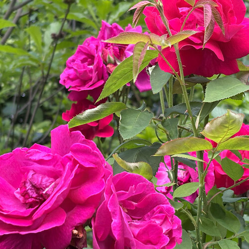 Carla’s Collection of Roses in Pennsylvania – Fine Gardening