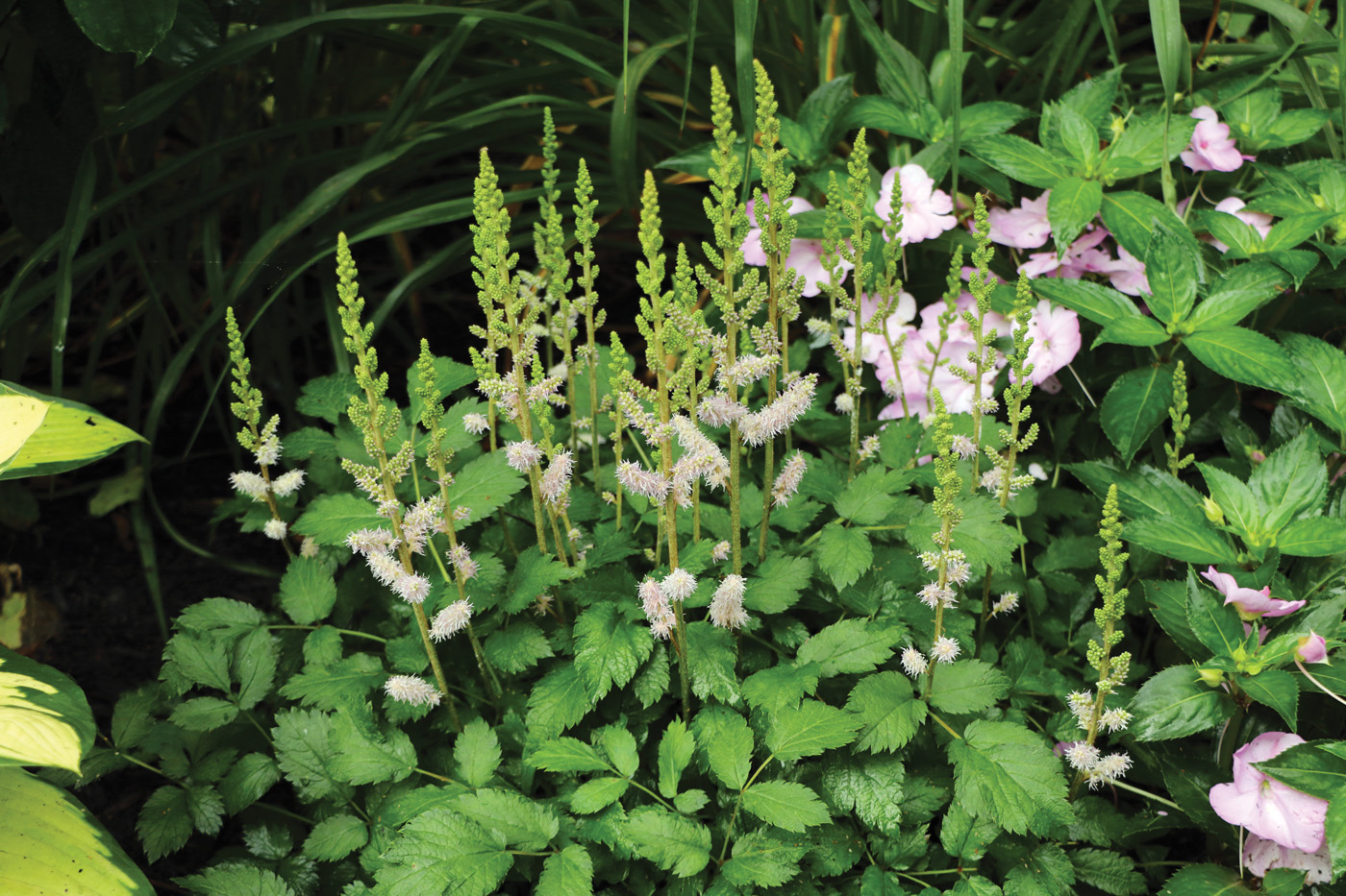 Astilbe in the woodland. photo by Diana Koehm