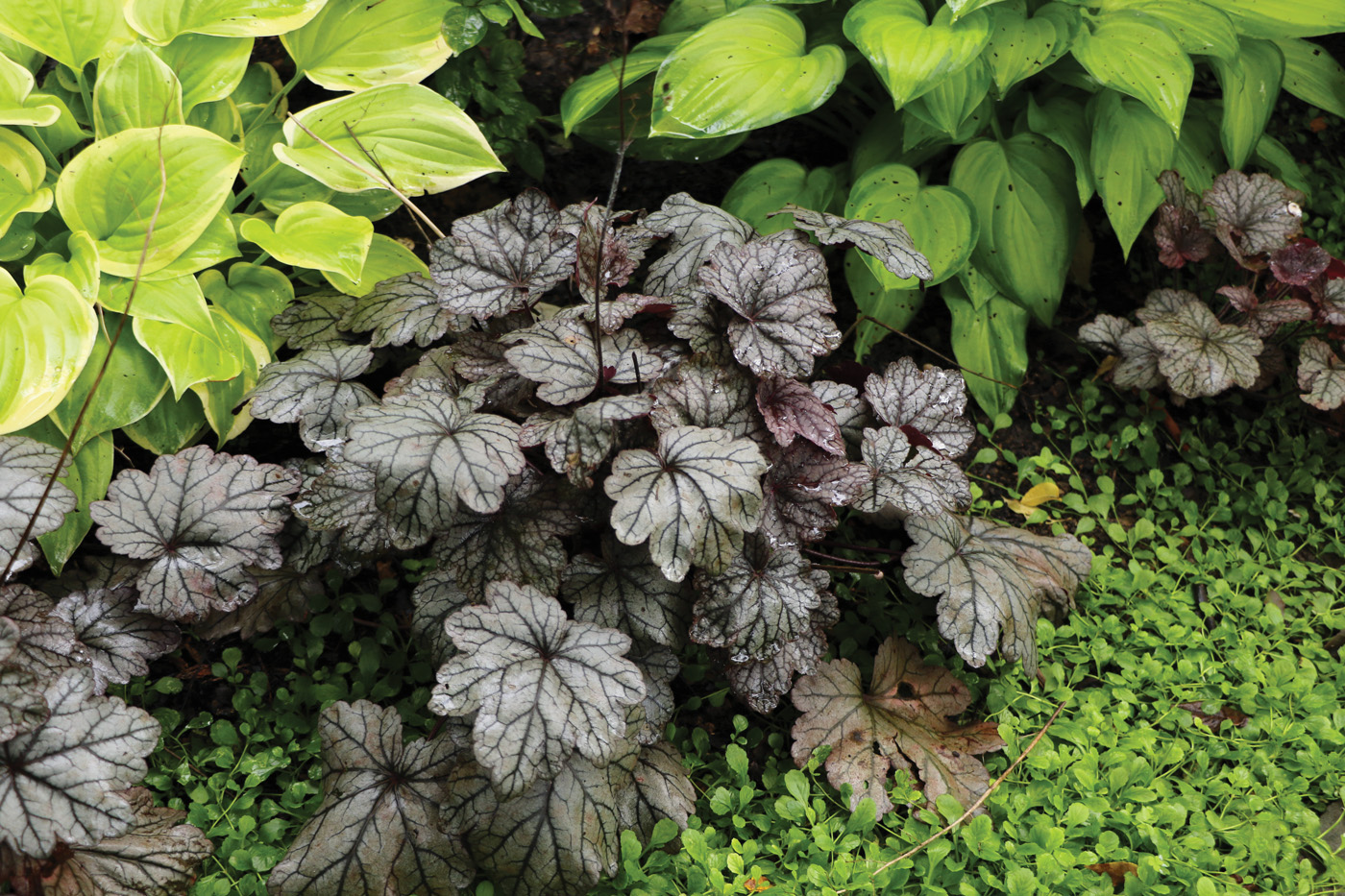 Heuchera photo by Diana Koehm
