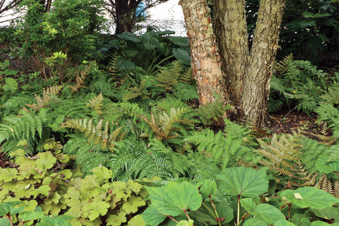 Brilliance fern photo by Diana Koehm