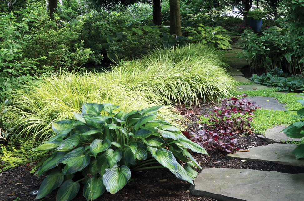 Ogon sweet flag, Sedges along path