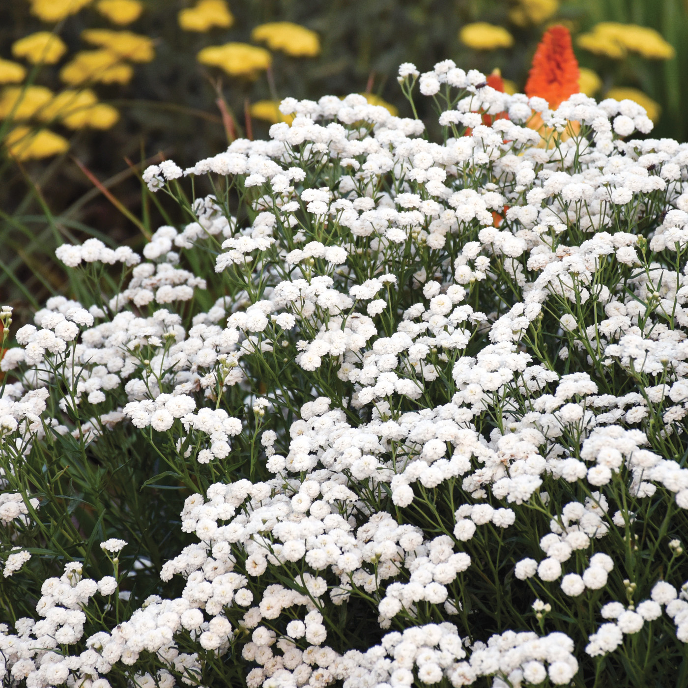 Achillea ptarmica 'Peter Cottontail' PP31756 0001_ctsy Walters Gardens
