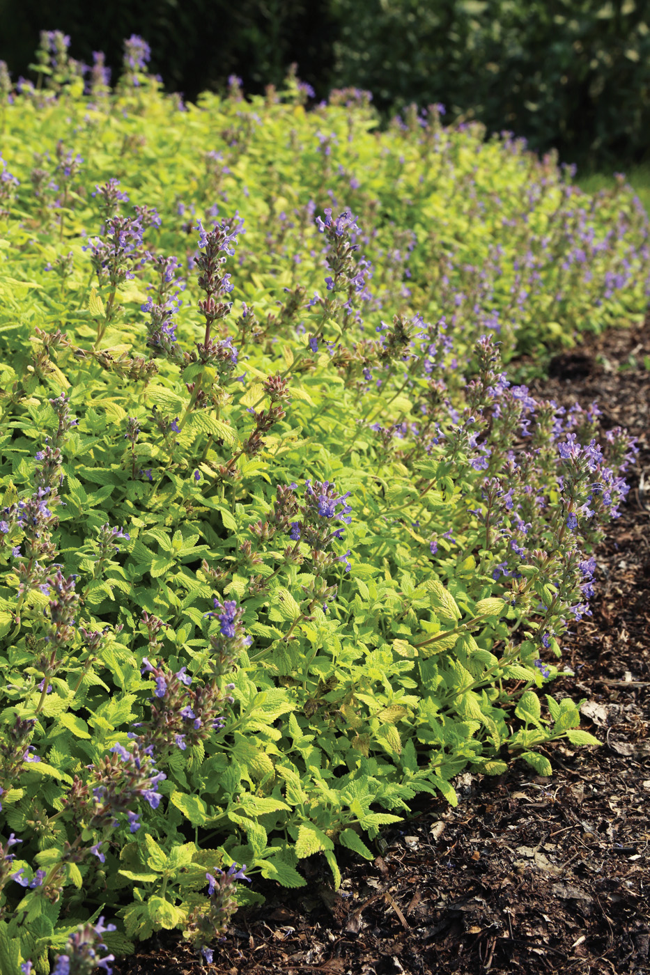 Best new perennial Chartreuse on the Loose catmint photo by Danielle Sherry