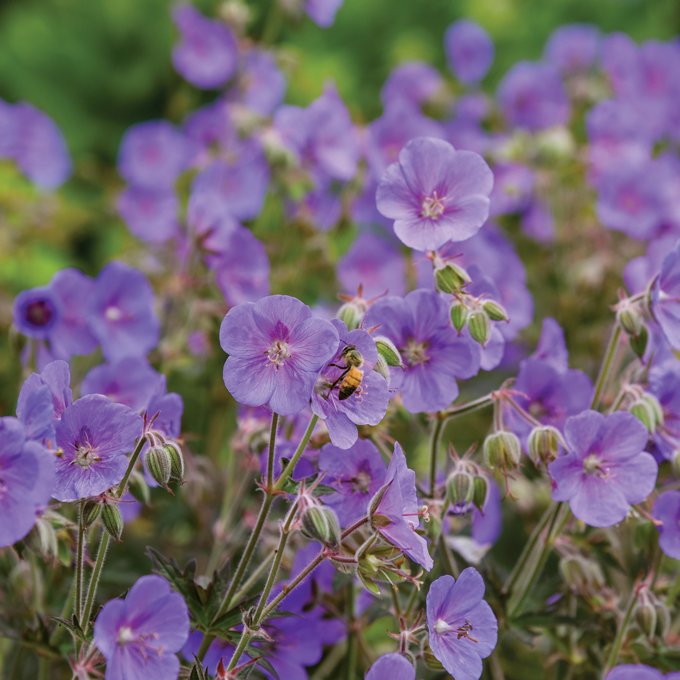 Best new perennial Geranium pratense Boom Chocolatta photo ctsy Walters Garden