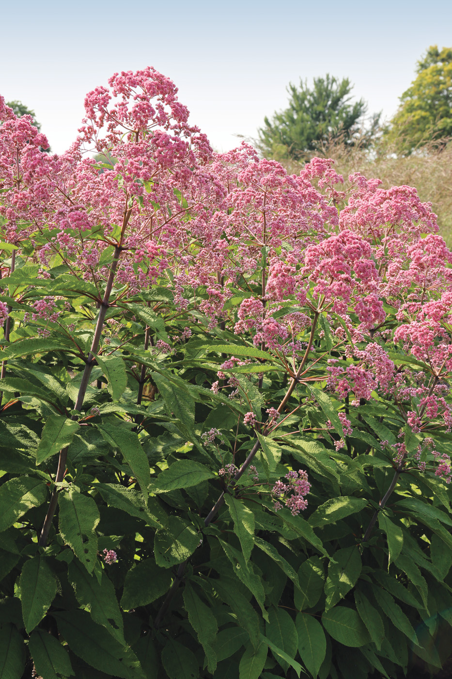 JoJo hollow Joe Pye weed photo by Danielle Sherry