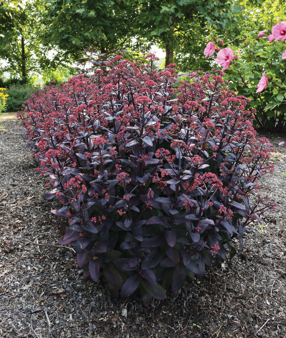 Midnight Velvet sedum photo by Danielle Sherry