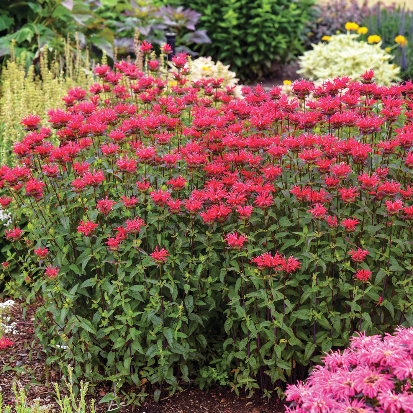 Monarda 'Red Velvet' PP35800 CPBRAF 0001_ctsy Walters Gardens
