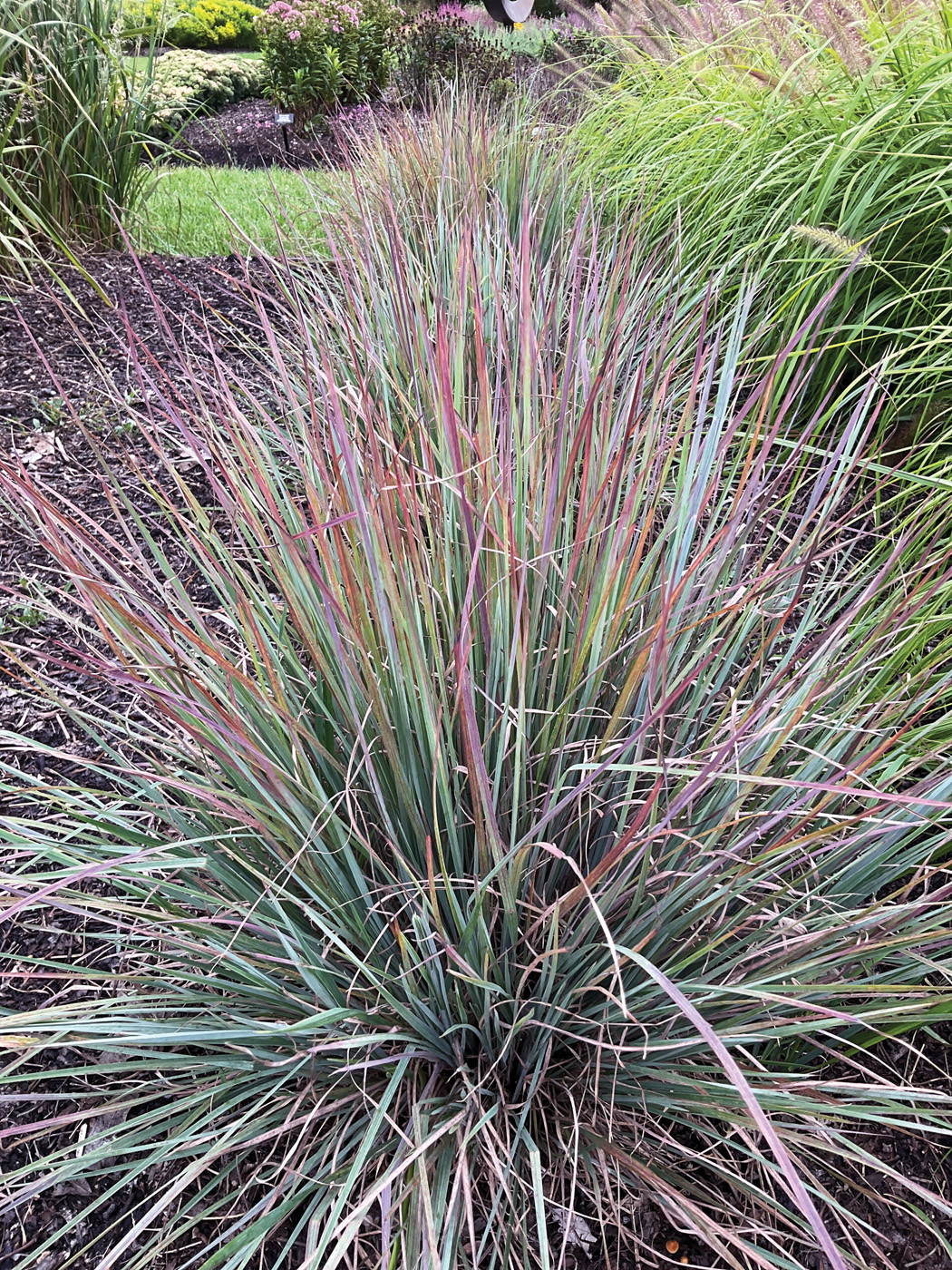 Schizachyrium Sandhill_ctsy of Richard Hawke